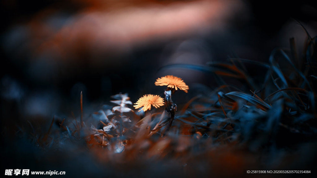 蒲公英蒲公英花图片