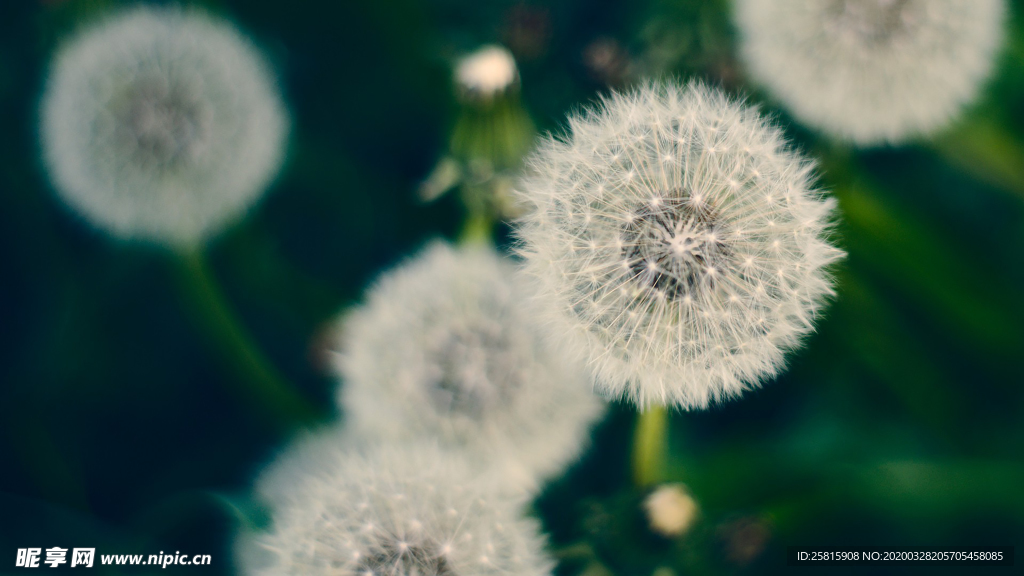 蒲公英蒲公英花图片