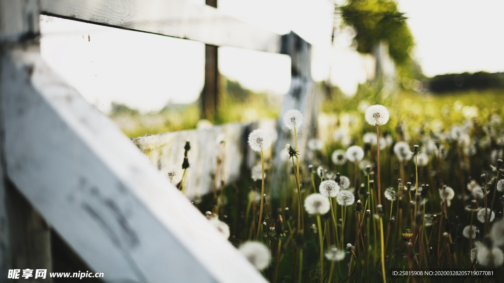 蒲公英蒲公英花图片