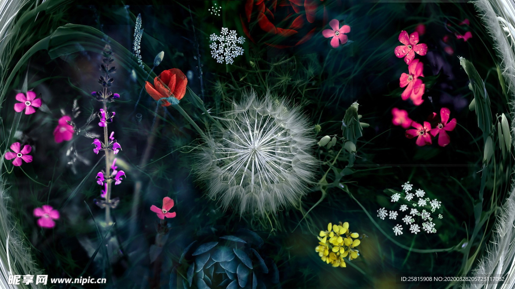 蒲公英蒲公英花图片