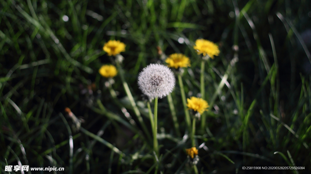 蒲公英蒲公英花图片