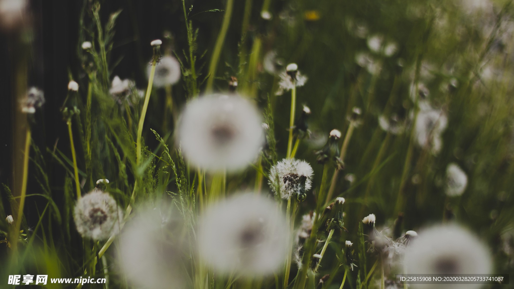 蒲公英蒲公英花图片