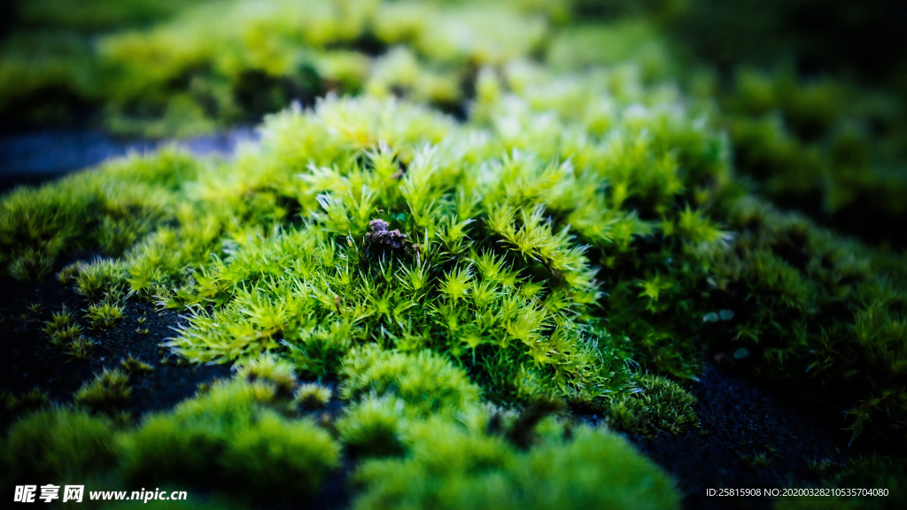 苔藓青苔图片