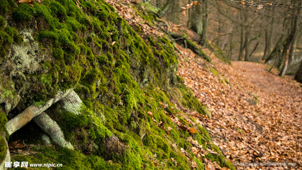 苔藓青苔图片
