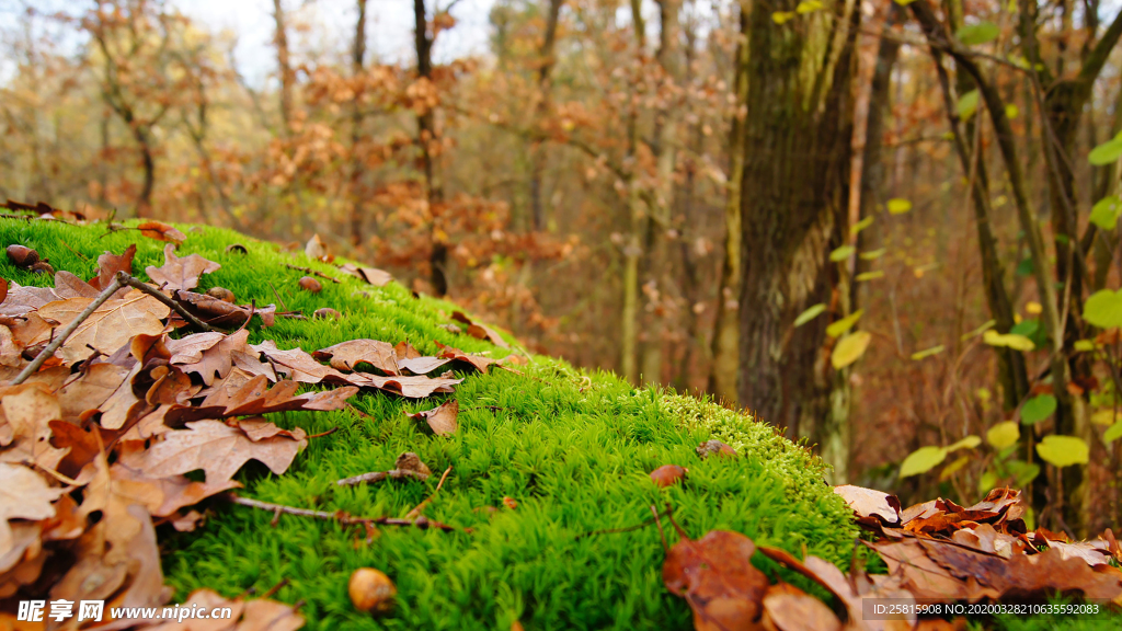 苔藓青苔图片