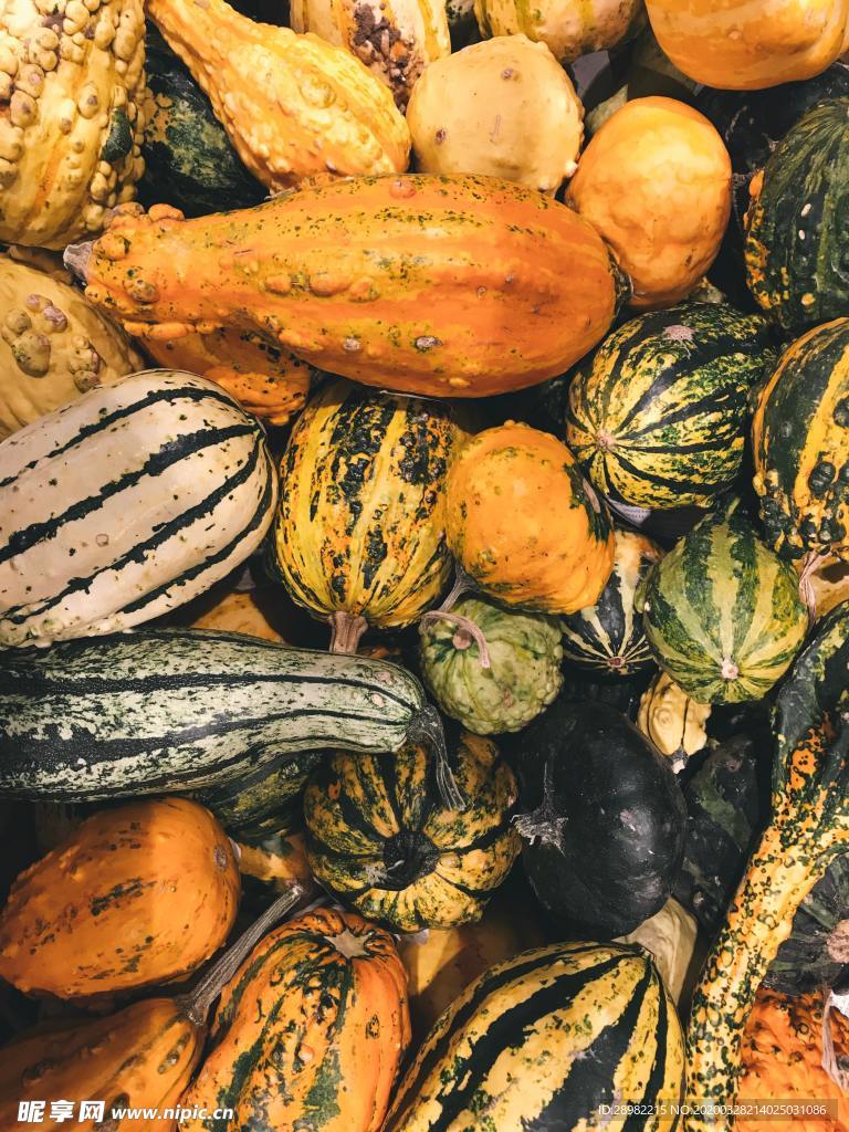 南瓜图片