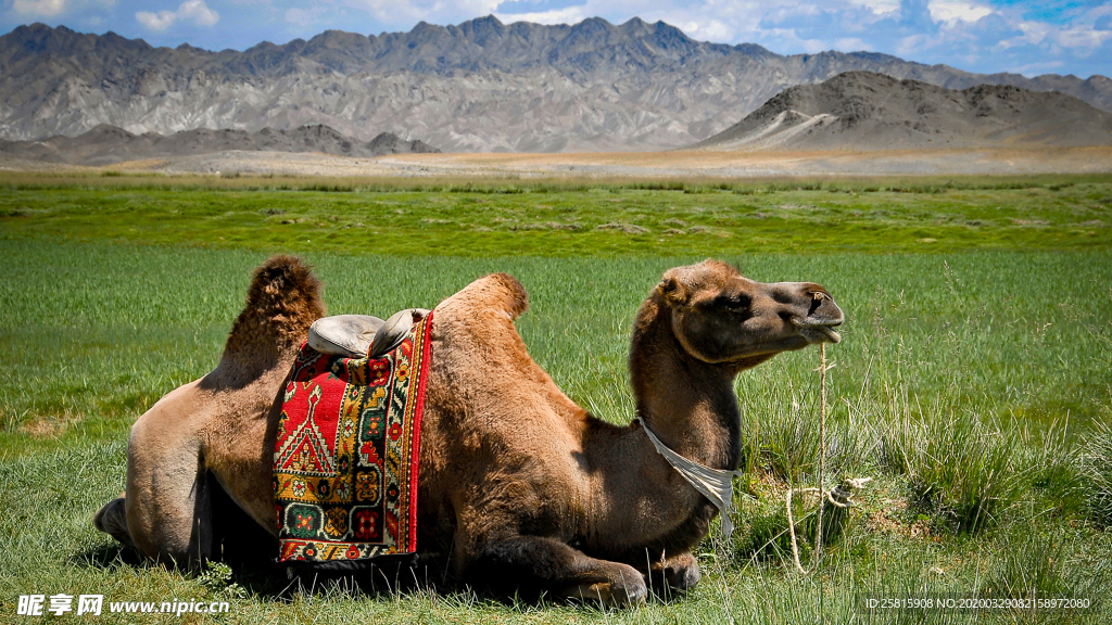 骆驼驼队沙漠戈壁荒野