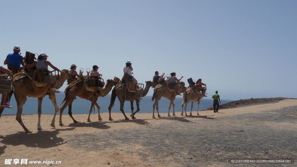 骆驼驼队沙漠戈壁荒野