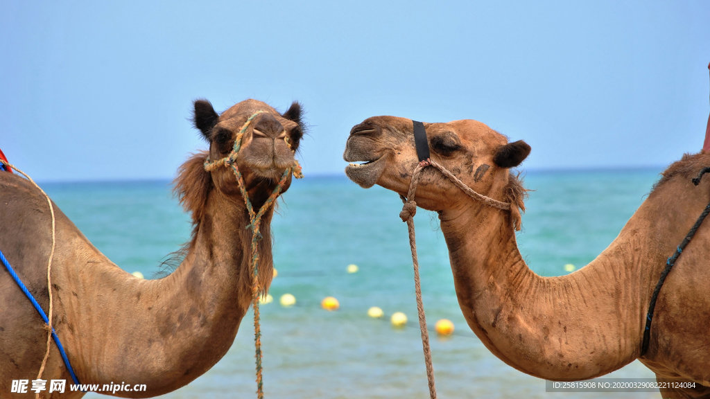 骆驼驼队沙漠戈壁荒野