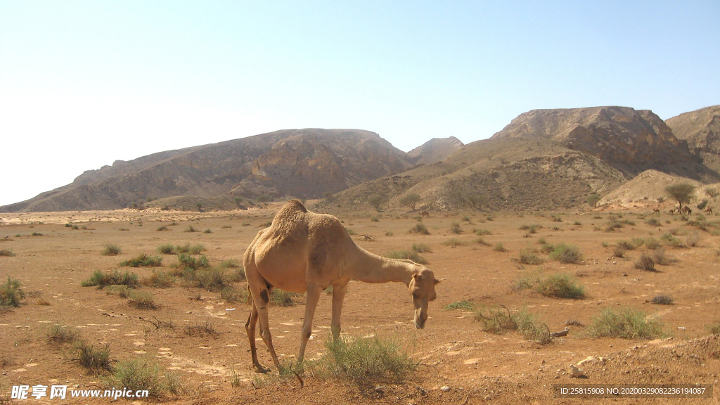 骆驼驼队沙漠戈壁荒野