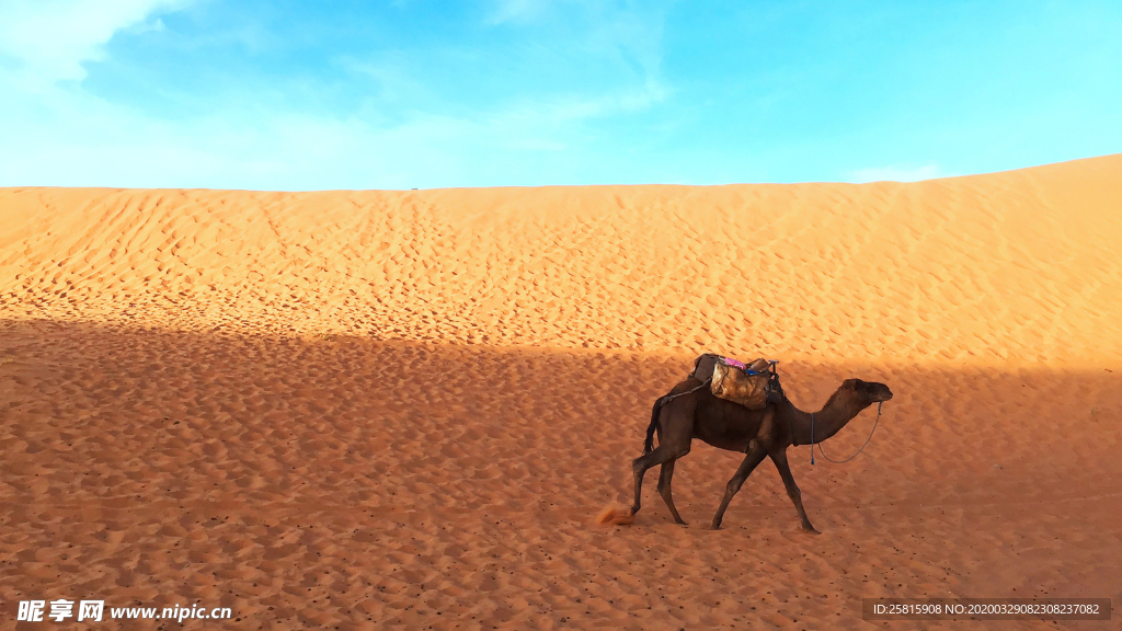 骆驼驼队沙漠戈壁荒野