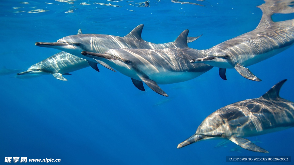 海豚海豚表演图片