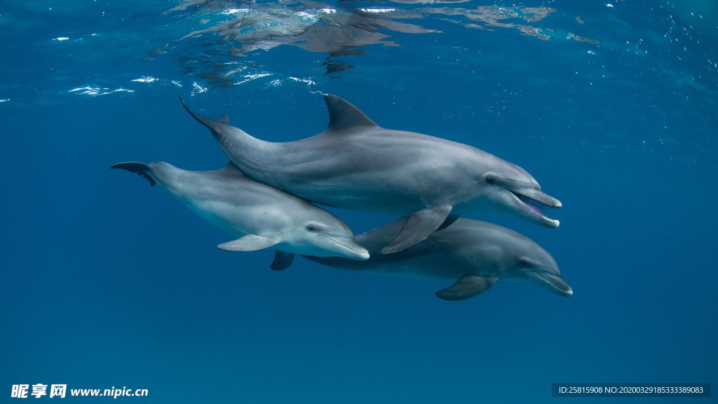 海豚海豚表演图片