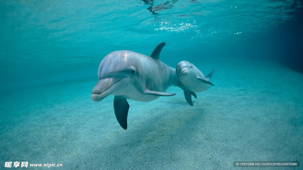 海豚海豚表演图片