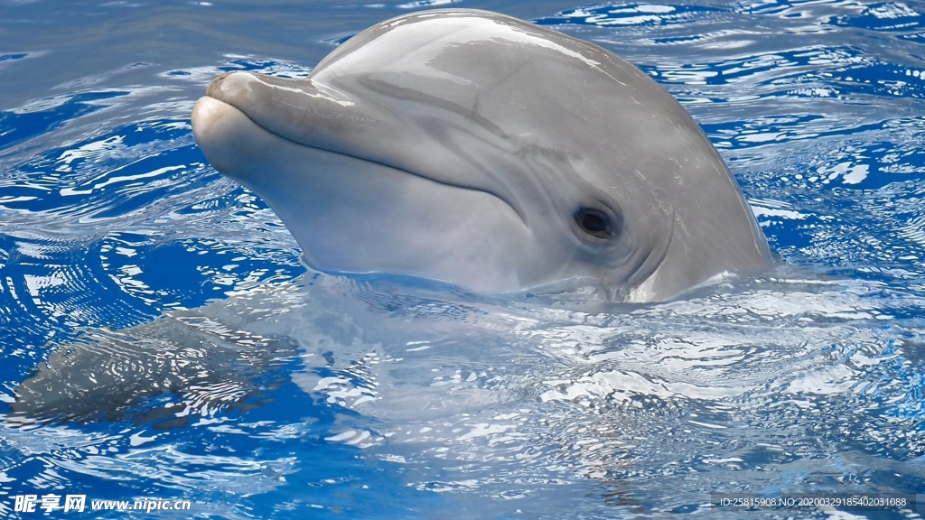 海豚海豚表演图片