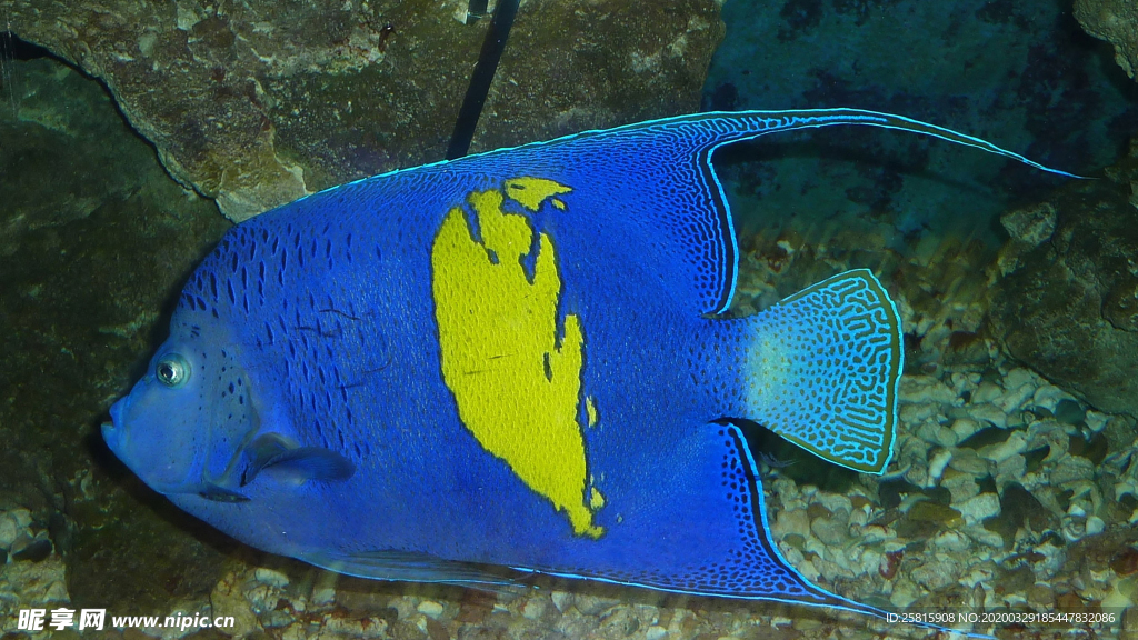 热带鱼观赏鱼海洋水族生物