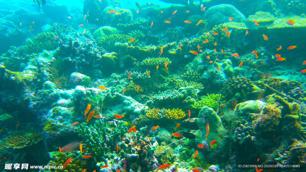 热带鱼观赏鱼海洋水族生物