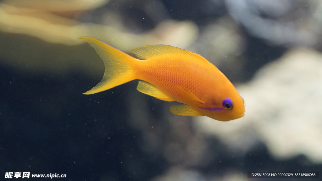 热带鱼观赏鱼海洋水族生物