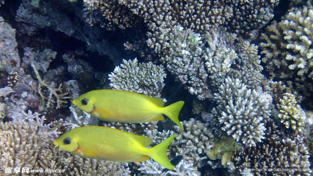 热带鱼观赏鱼海洋水族生物