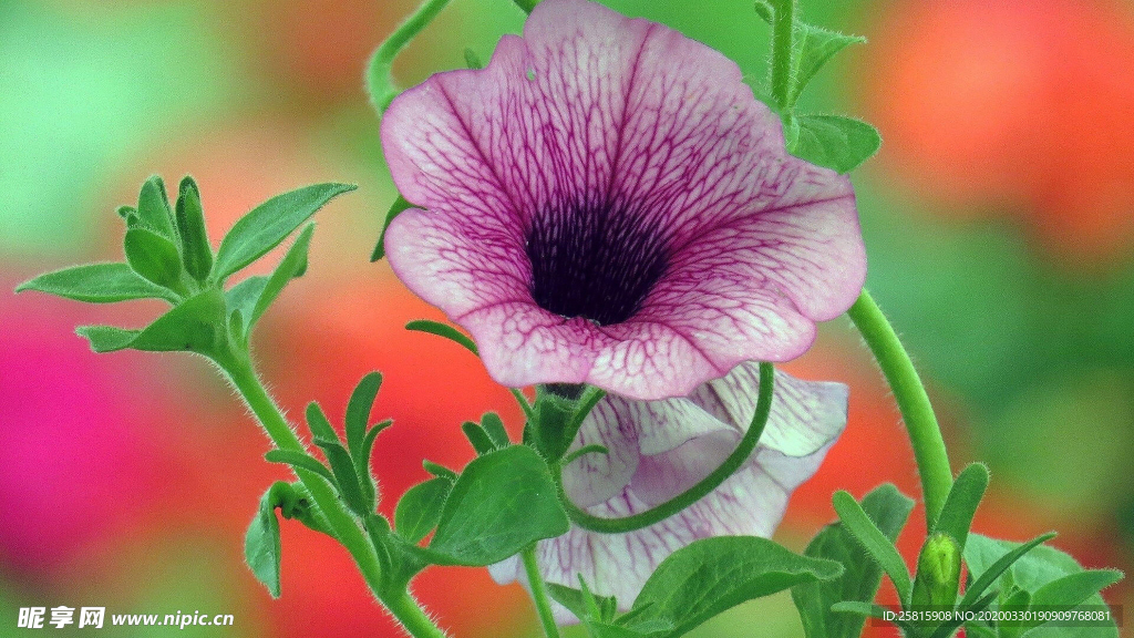 牵牛花清新唯美图片