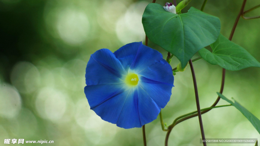 牵牛花清新唯美图片