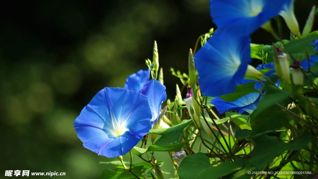 牵牛花清新唯美图片