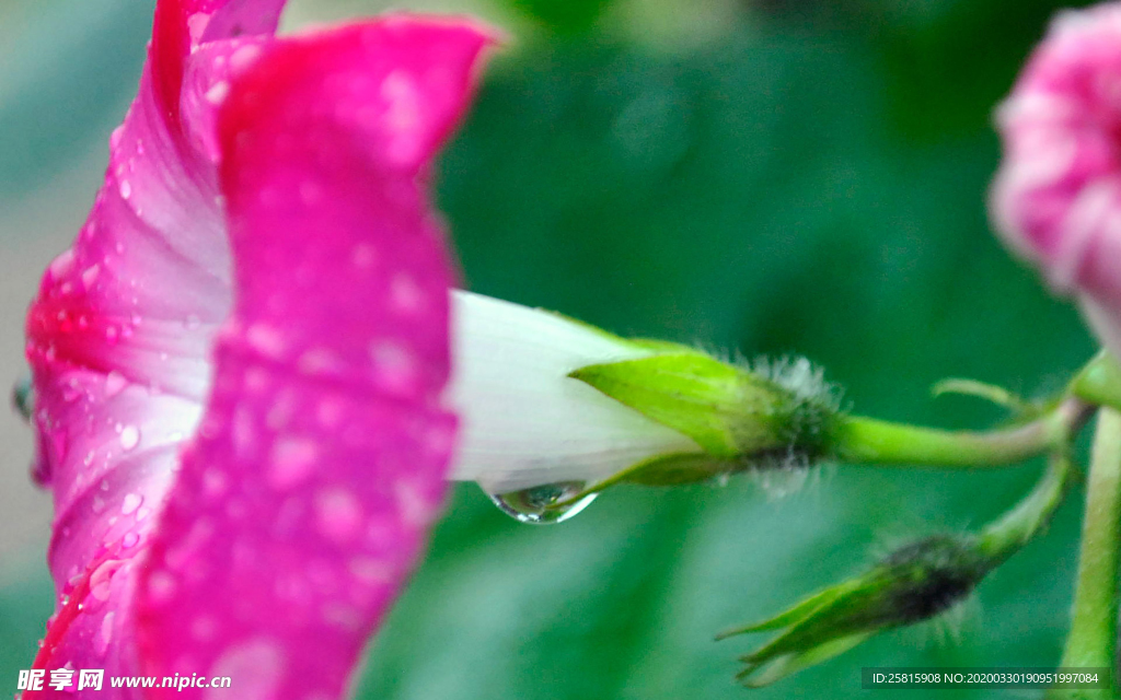 牵牛花清新唯美图片