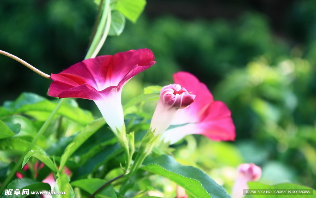 牵牛花清新唯美图片