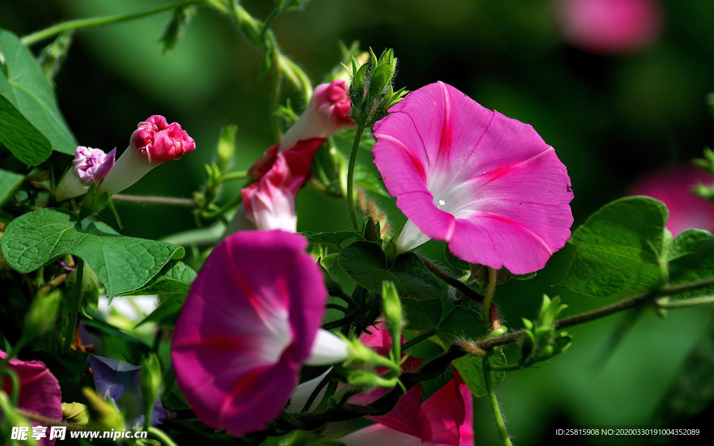 牵牛花清新唯美图片