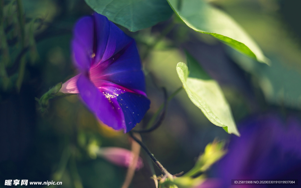 牵牛花清新唯美图片