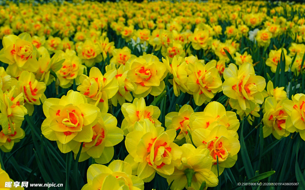 水仙花清新唯美图片