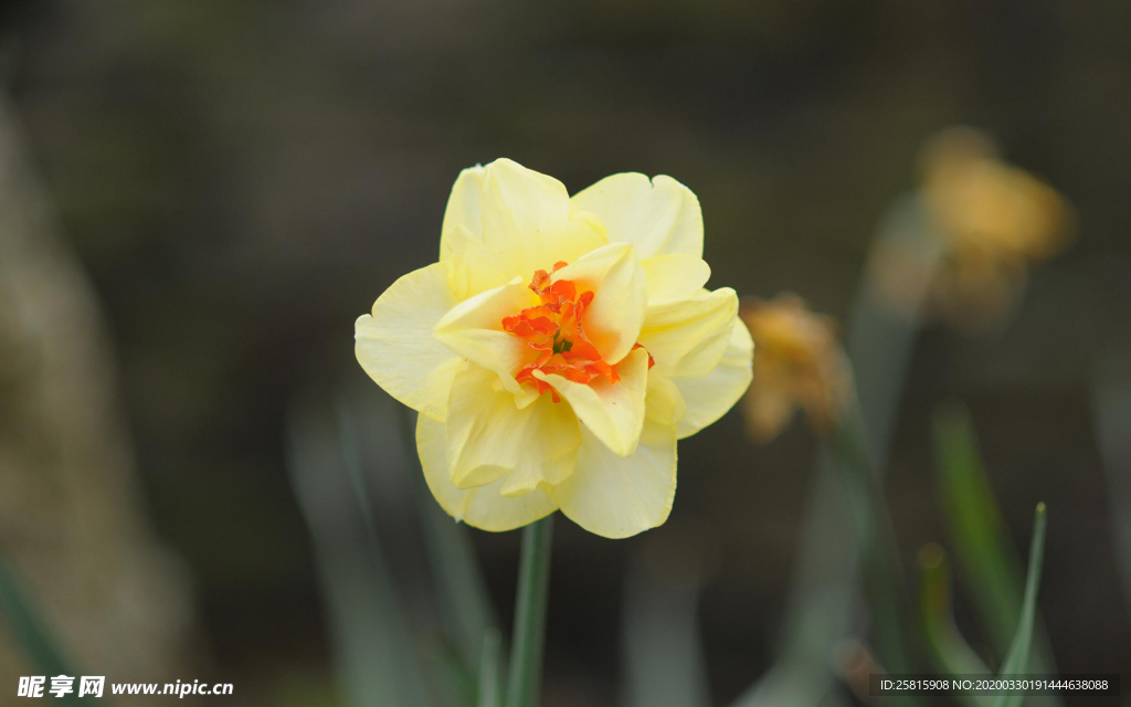 水仙花清新唯美图片