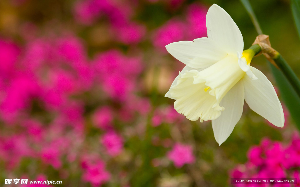水仙花清新唯美图片