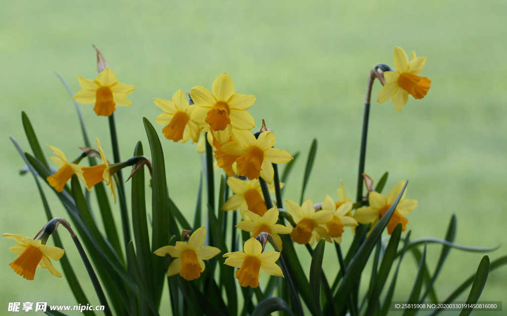 水仙花清新唯美图片