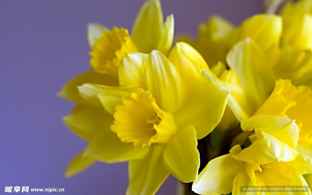 水仙花清新唯美图片