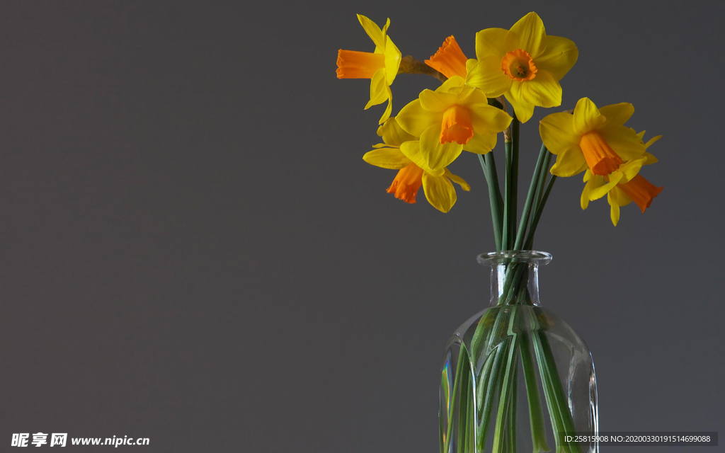 水仙花清新唯美图片