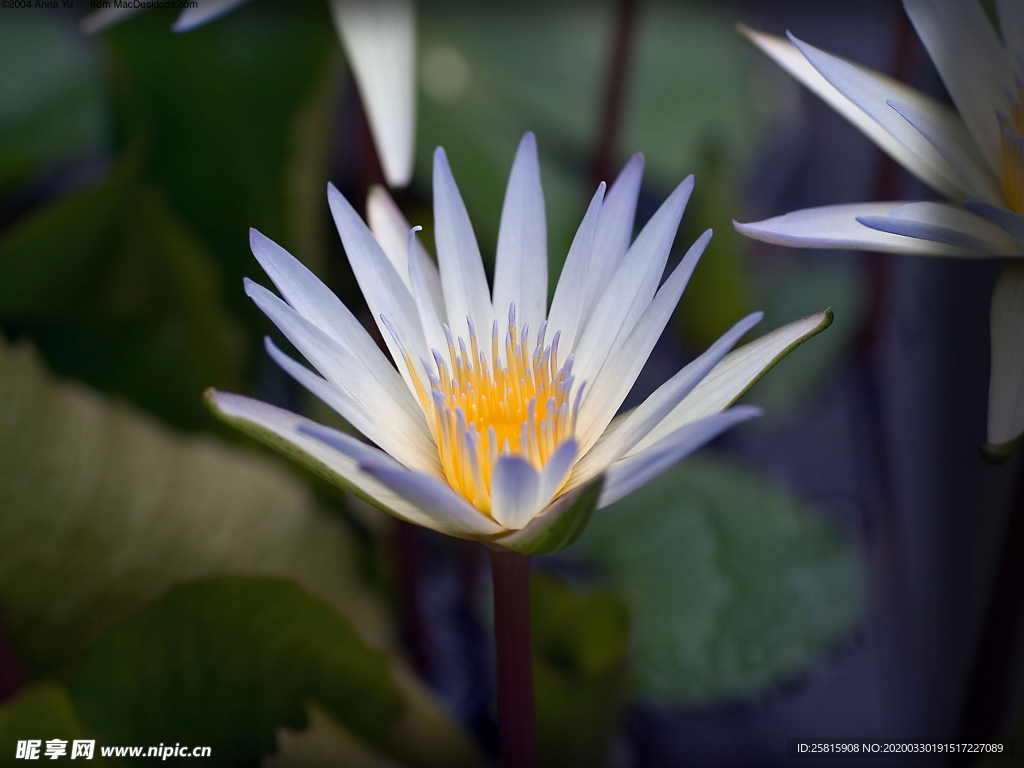 水仙花清新唯美图片