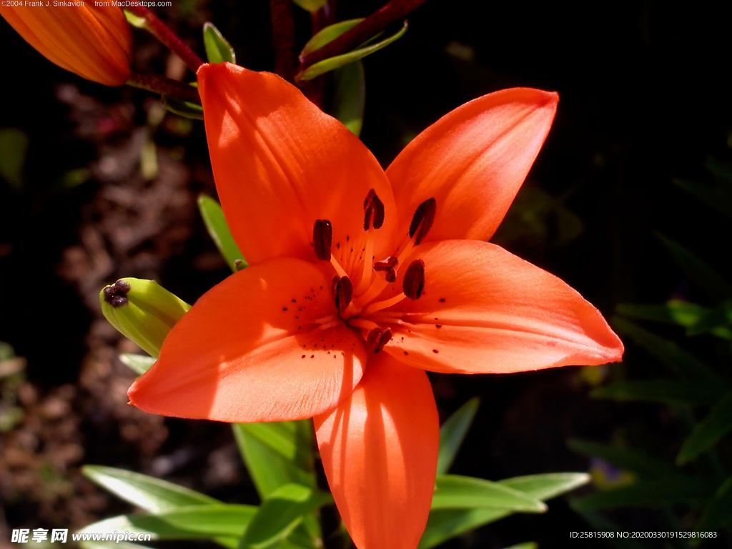 水仙花清新唯美图片