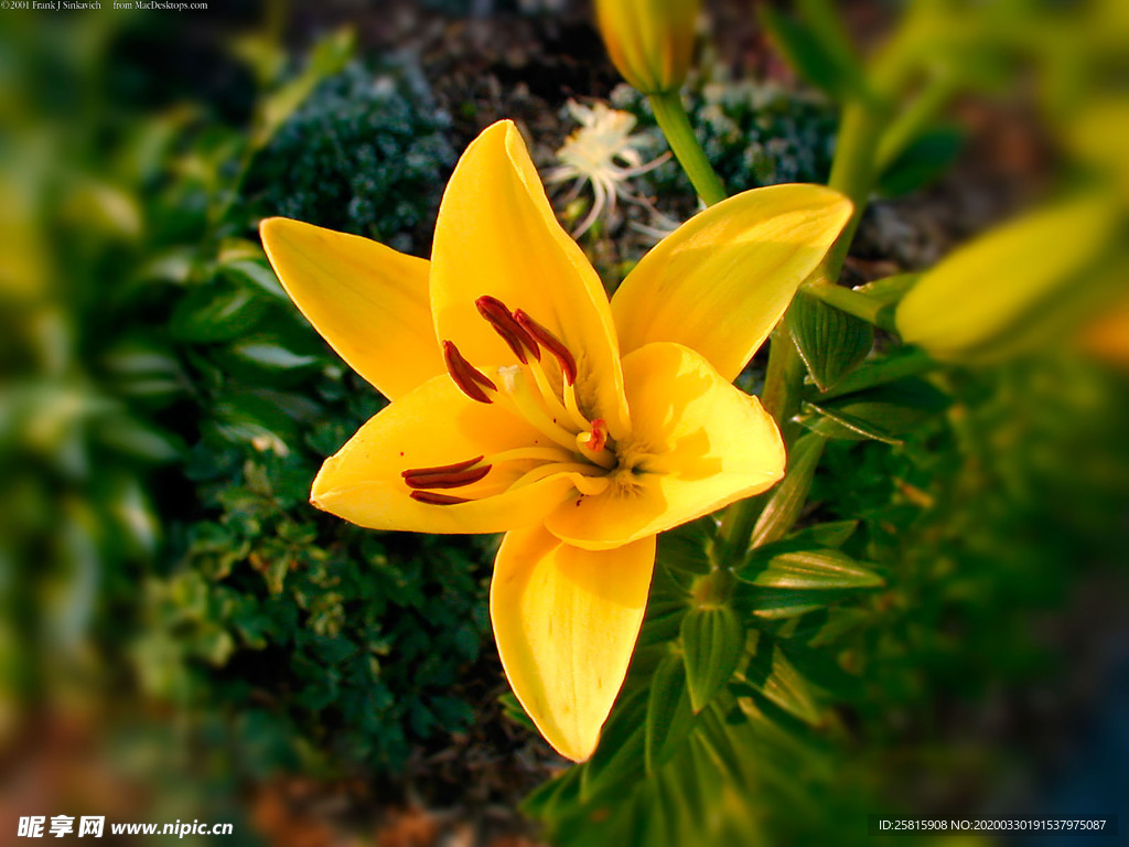 水仙花清新唯美图片