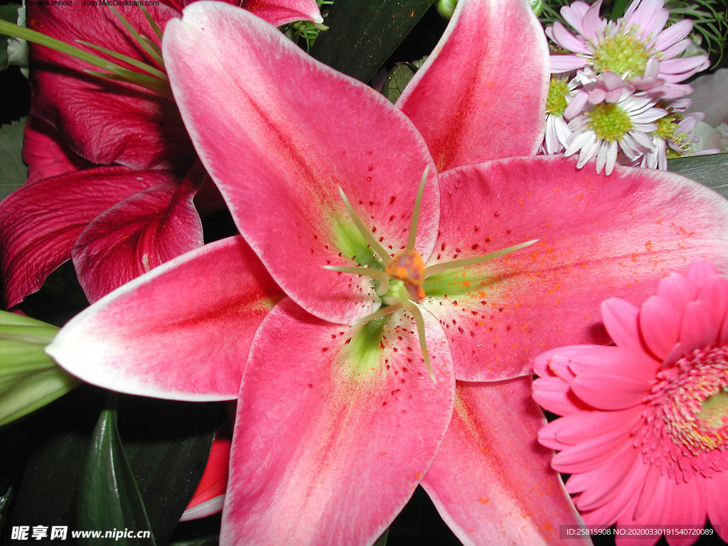 水仙花清新唯美图片