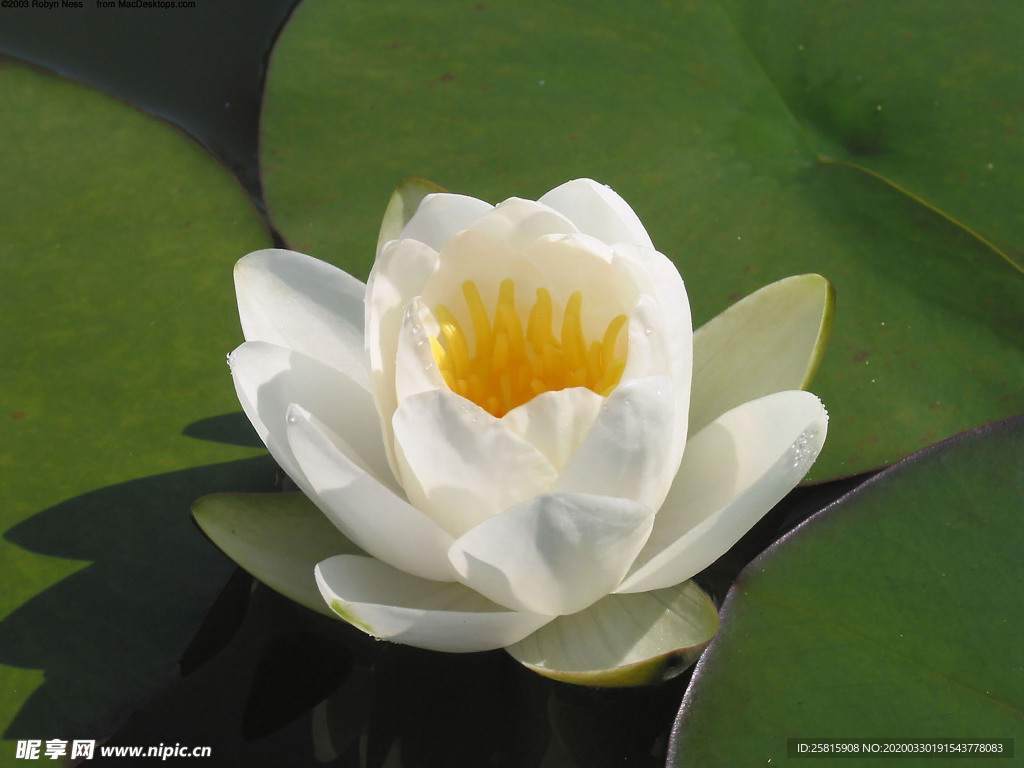 水仙花清新唯美图片