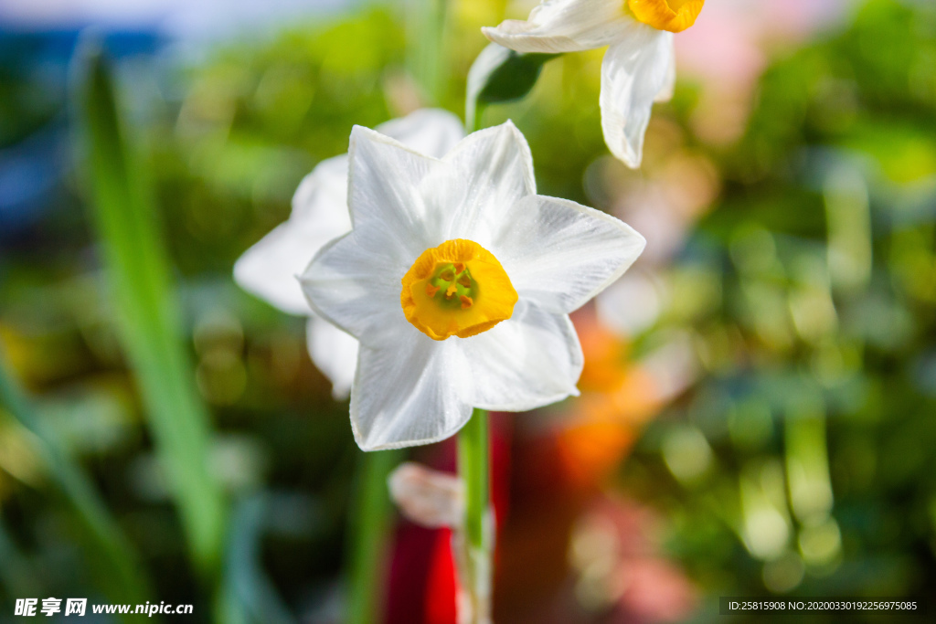 水仙花清新唯美图片