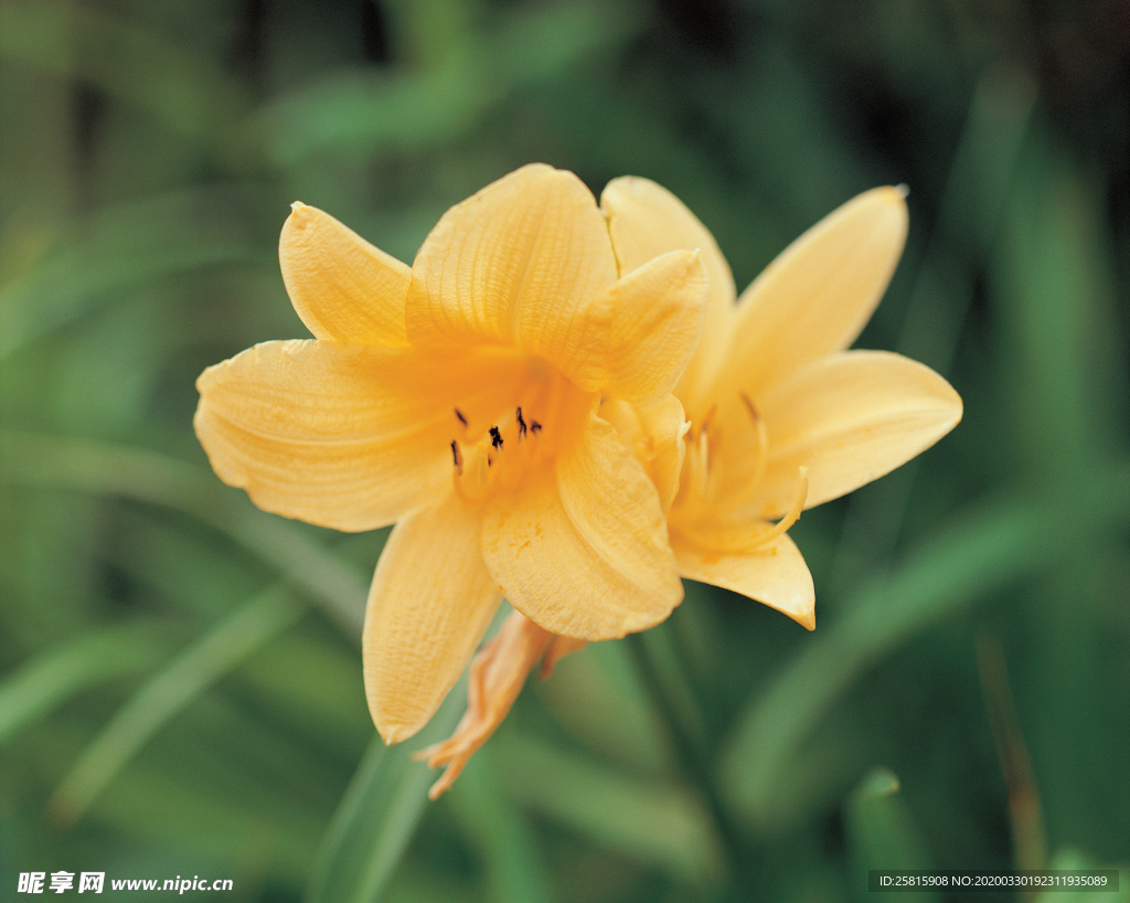 水仙花清新唯美图片