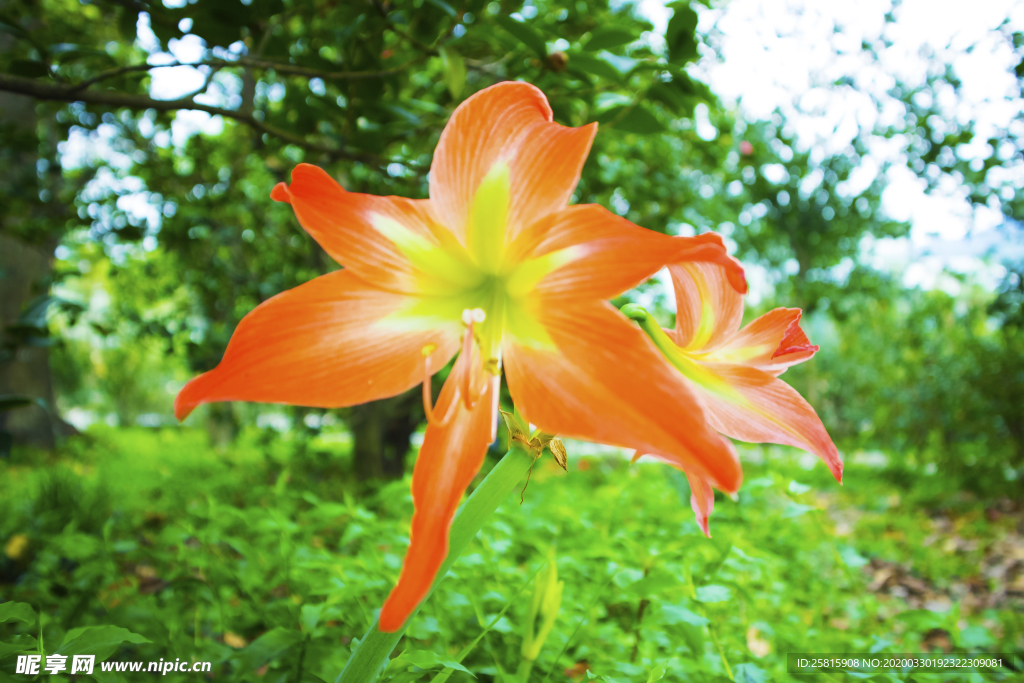 水仙花清新唯美图片