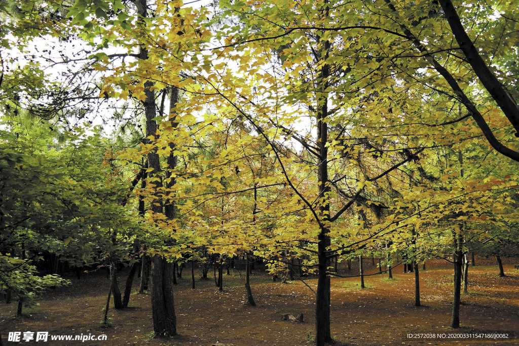 金秋树林