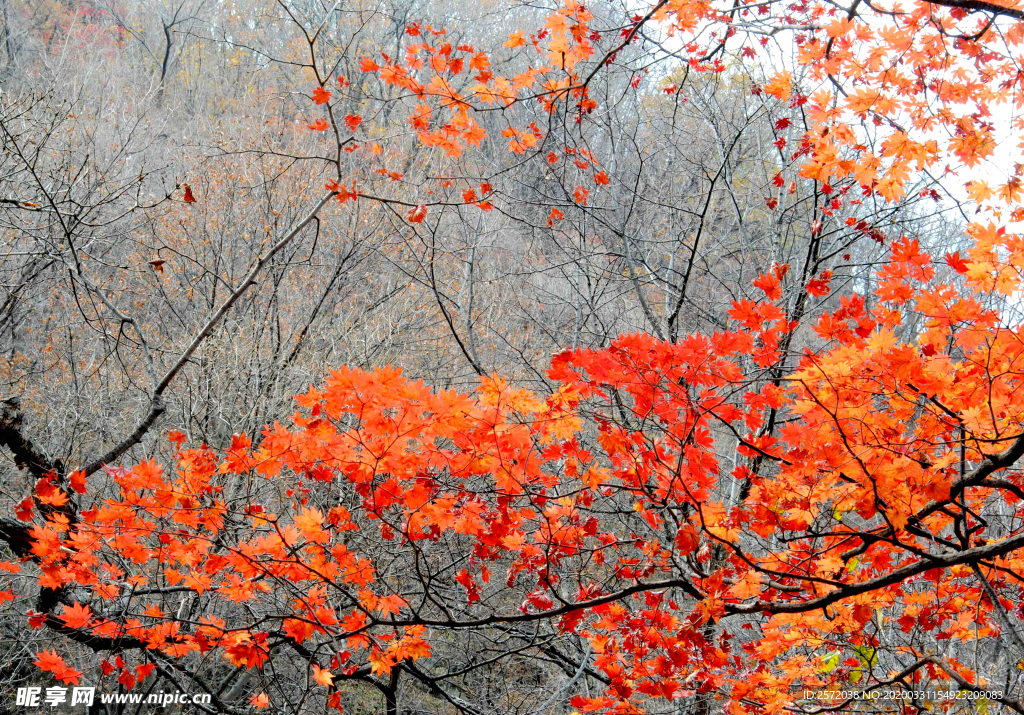 金秋红叶