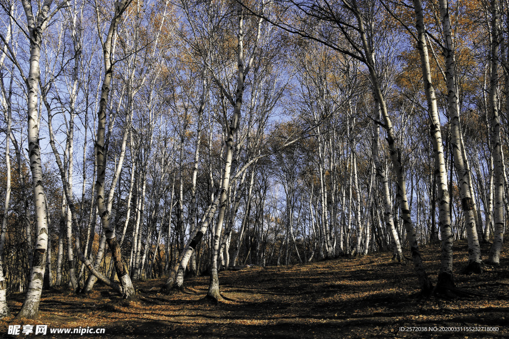 金秋白桦林