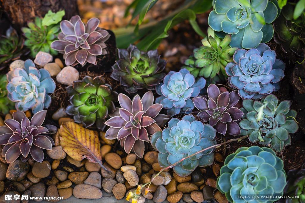 美丽的多肉植物