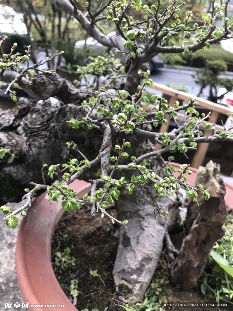 春天绿色新叶植物盆景
