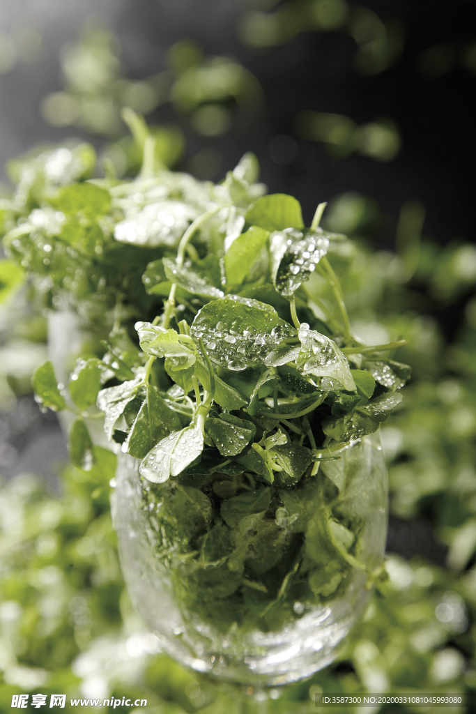 趁机而来三叶草